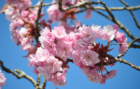 The sky, light, flowers, branches, spring, pink, flowering, blue background