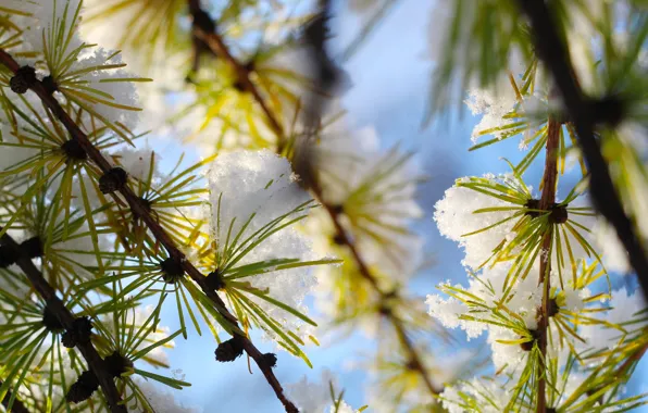 Winter, snow, pine, twig