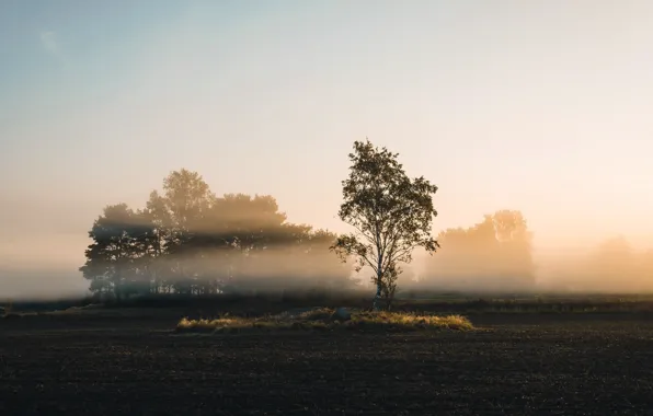 Picture field, autumn, fog, morning, birch