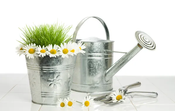 Picture grass, flowers, chamomile, bucket, white background, lake