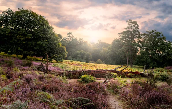 Trees, log, fern, Heather