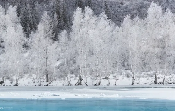 Winter, snow, trees, Altay