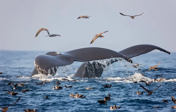 Picture sea, birds, whales