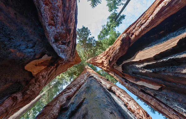 Picture forest, tree, sequoia, redwood