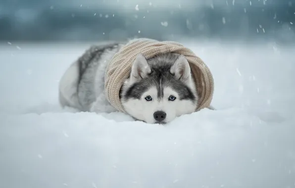 Picture winter, look, snow, dog, scarf, face, Husky