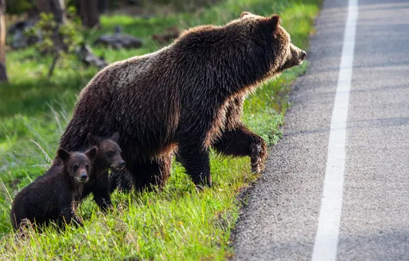 Road, bear, bears, highway, bears, bear