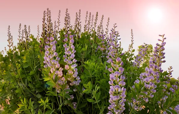 Picture the sky, grass, leaves, the sun, light, flowers