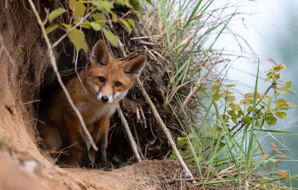 Picture grass, branches, nature, animal, Nora, Fox, Fox