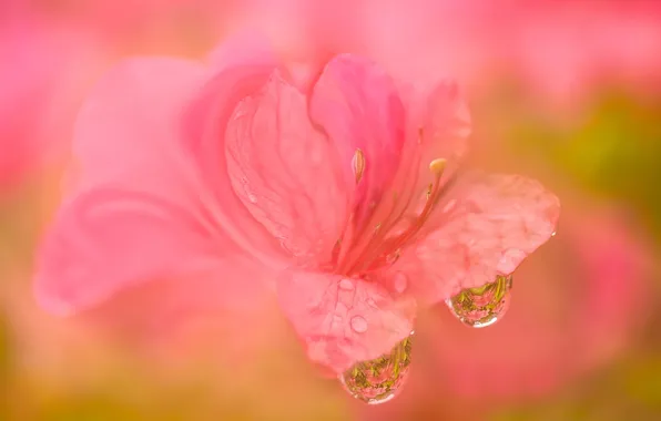 Picture flower, drops, macro, rhododendron