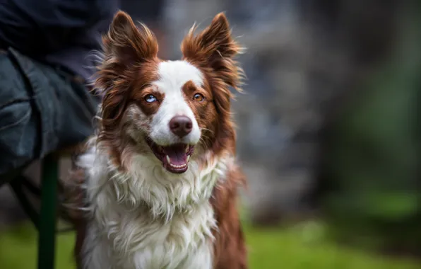 Language, look, face, background, people, portrait, dog, mouth