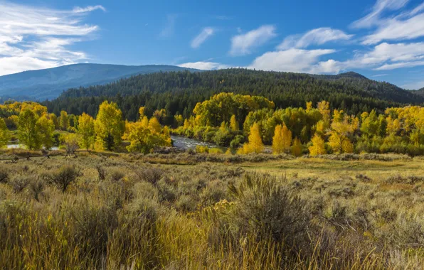 Picture autumn, forest, grass, trees, mountains, yellow, USA, river