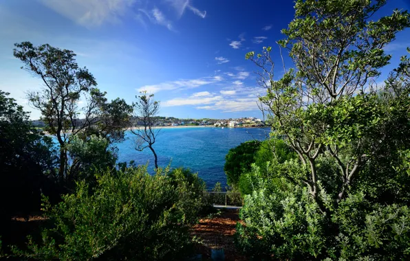 Greens, the sky, the sun, clouds, trees, branches, coast, home