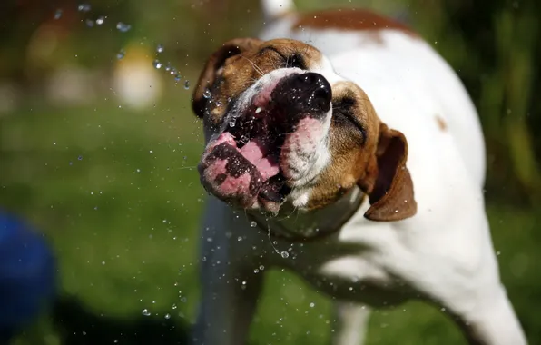 Summer, water, dog