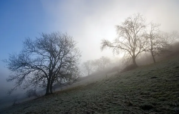 Trees, landscape, fog, morning