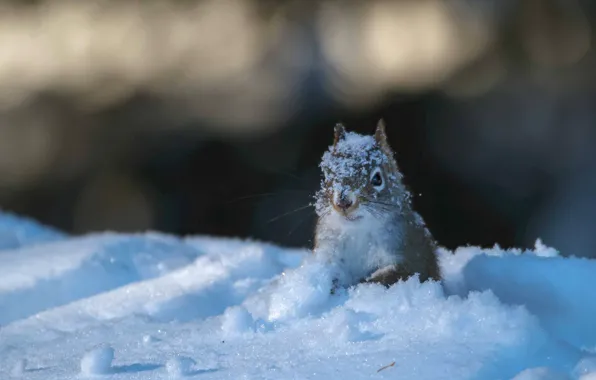 Snow, protein, muzzle