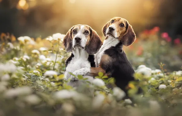 Dogs, flowers, a couple, Beagle