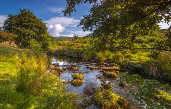 Trees, river, England, river, England, Peak District National Park, Derbyshire, Derbyshire