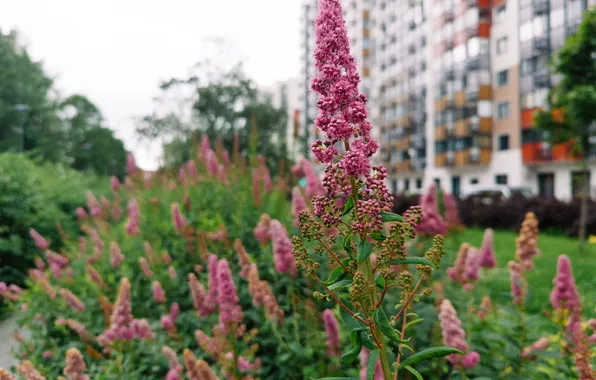 Summer, the sky, trees, the city, house, overcast, the building, plants