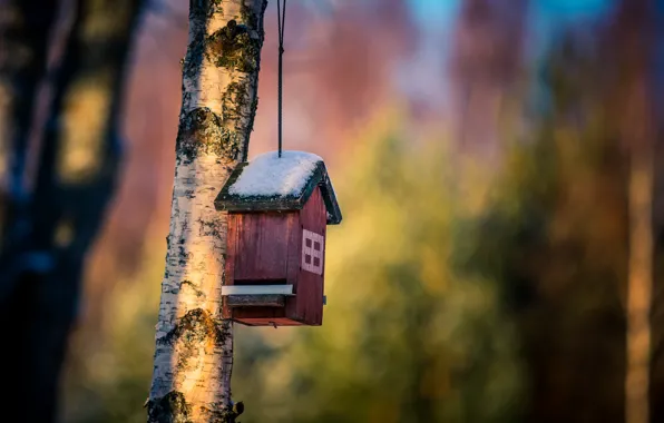 Nature, background, tree, house