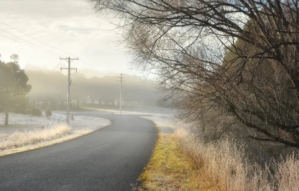 Road, fog, morning