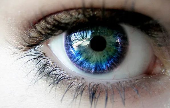Eyes, Eyelashes, The pupil