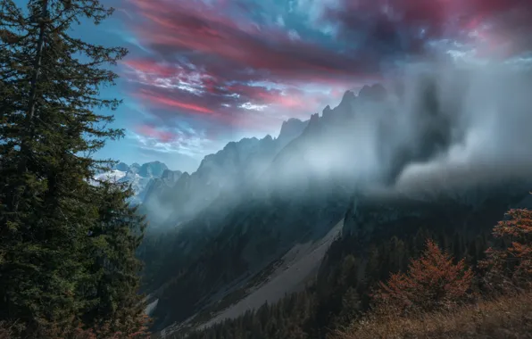 Mountains, fog, tree, spruce