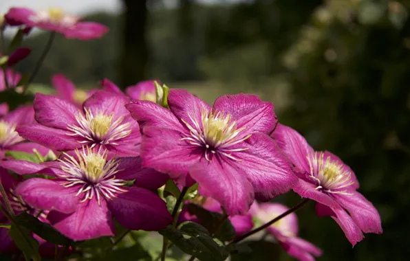 Pink, Bush, flowering, clematis