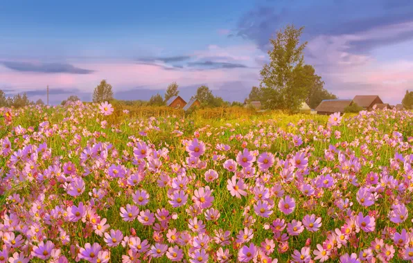 Field, clouds, flowers, village, houses, pink, cosmos