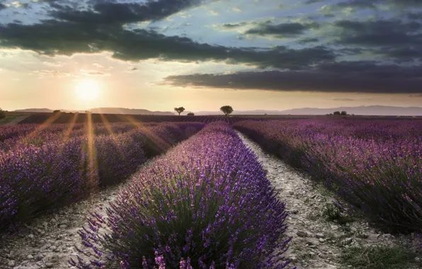 Field, summer, the sky, the sun, clouds, light, trees, flowers