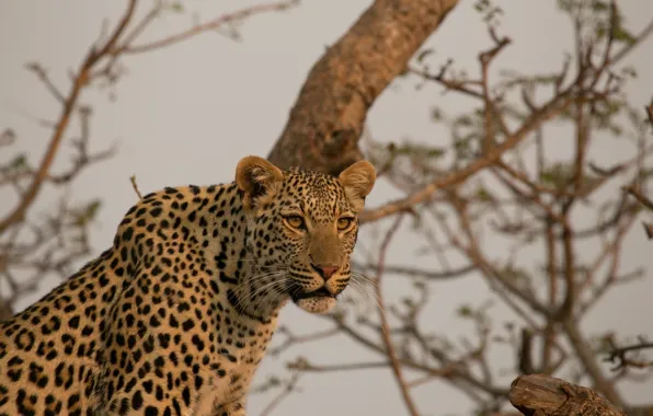 Face, predator, leopard, Africa, wild cat