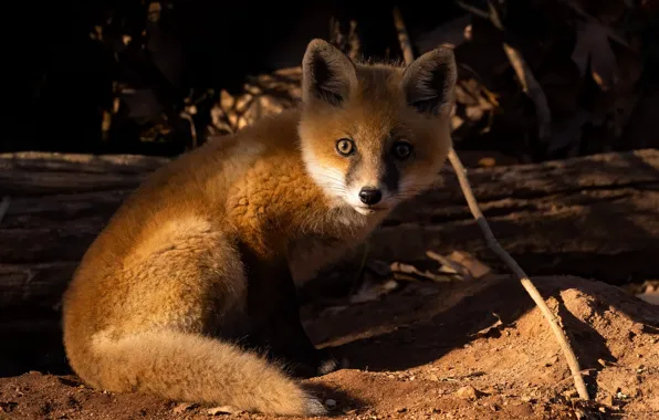 Look, light, portrait, Fox, face, Fox