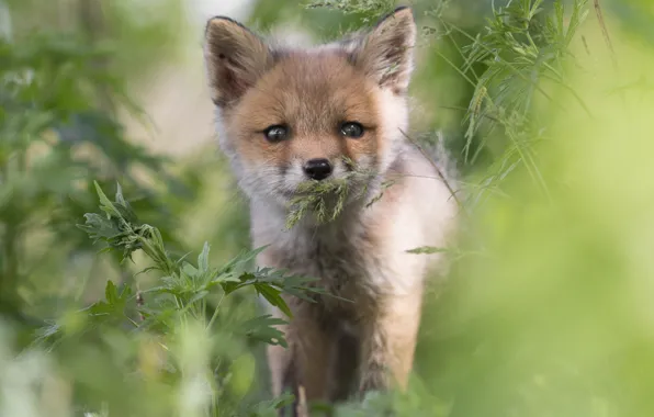 Grass, look, Fox, face, Fox