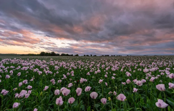 The sky, flowers, clouds, Maki, pink, poppy field