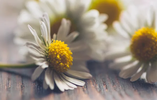 Picture macro, flowers, chamomile