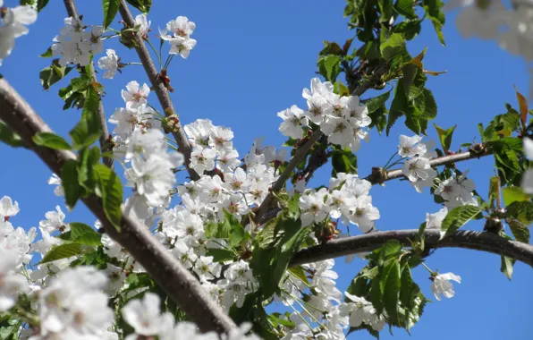 The sky, flowers, tree, cherry, April, spring 2018, Mamala ©