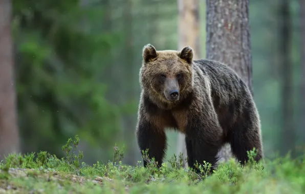 Picture forest, look, face, trees, pose, bear, trunk, brown