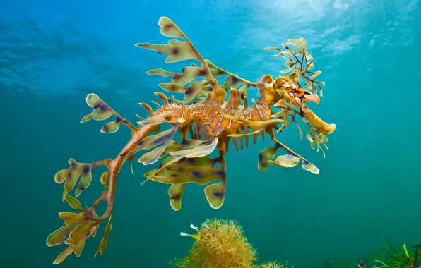 Picture sea, the ocean, Seahorse-the ragpicker