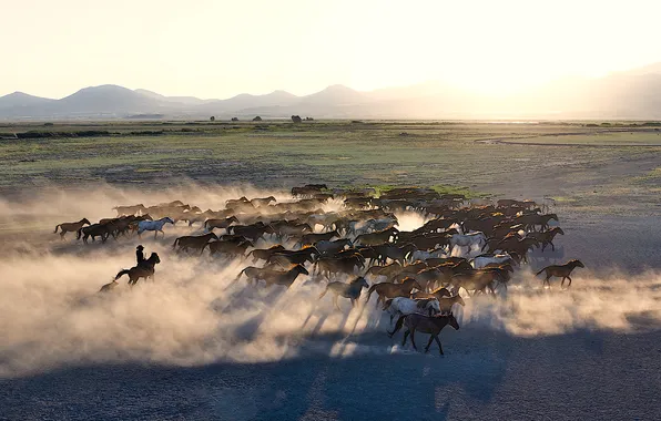 Field, mountain, cowboy, wild horses