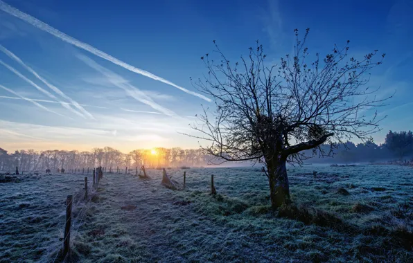 Picture field, tree, the fence, morning, cattle