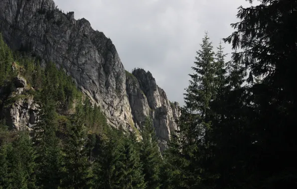 Forest, the sky, clouds, trees, mountains, clouds, nature, rocks