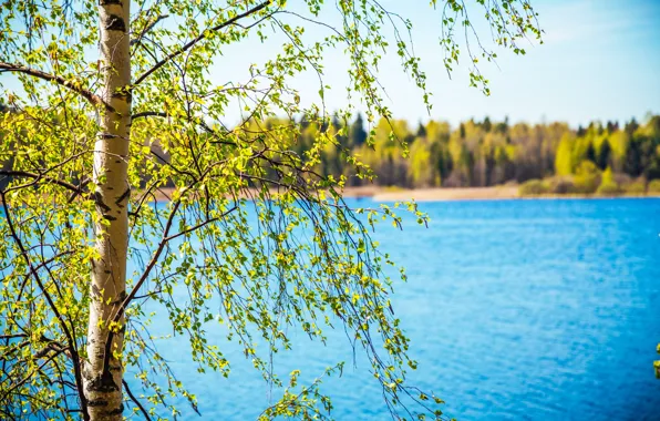 Forest, leaves, landscape, nature, river, tree, foliage, spring