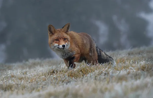 Winter, frost, grass, nature, pose, animal, Fox, Fox