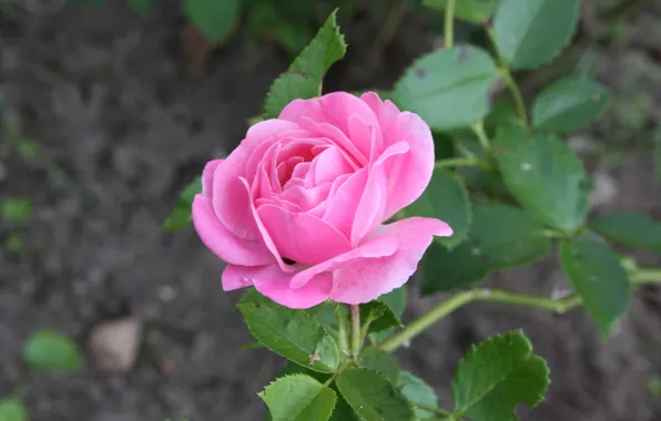 Picture leaves, flowers, roses