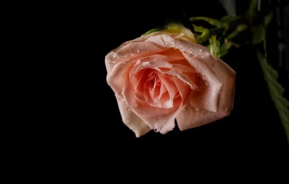 Drops, pink, tenderness, rose, Bud, black background