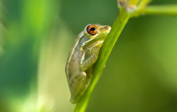 Macro, frog, green