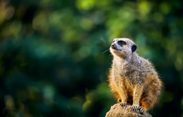 Green, background, stone, sitting, bokeh, looking up, meerkat, meerkat