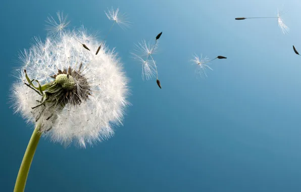 Flower, the sky, the sun, macro, background, dandelion, fuzzes, the parachutes
