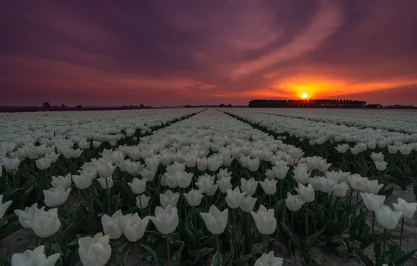 Field, the sky, the sun, trees, sunset, flowers, clouds, spring