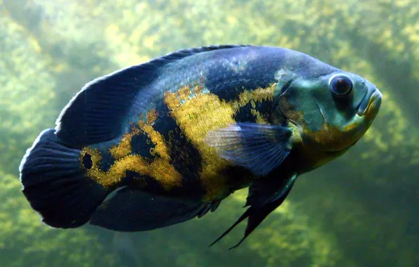 Picture animals, fish, aquarium, undersea world, cichlid, astronotus