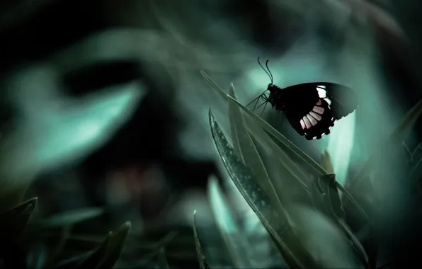 Picture grass, macro, butterfly, black, the bushes
